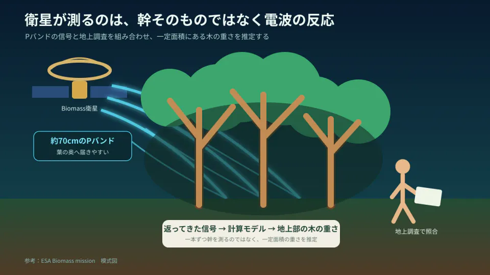 Biomass衛星のPバンド電波が葉の奥に届き、幹や枝から返る信号を地上調査と照らし合わせて木の重さへ変換する流れ